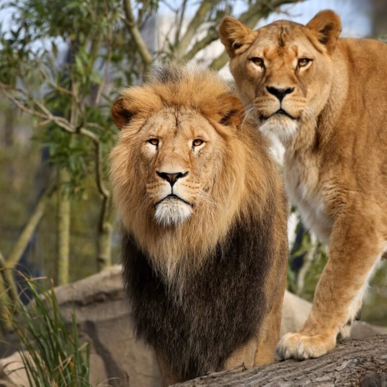 Leeuw in ARTIS
