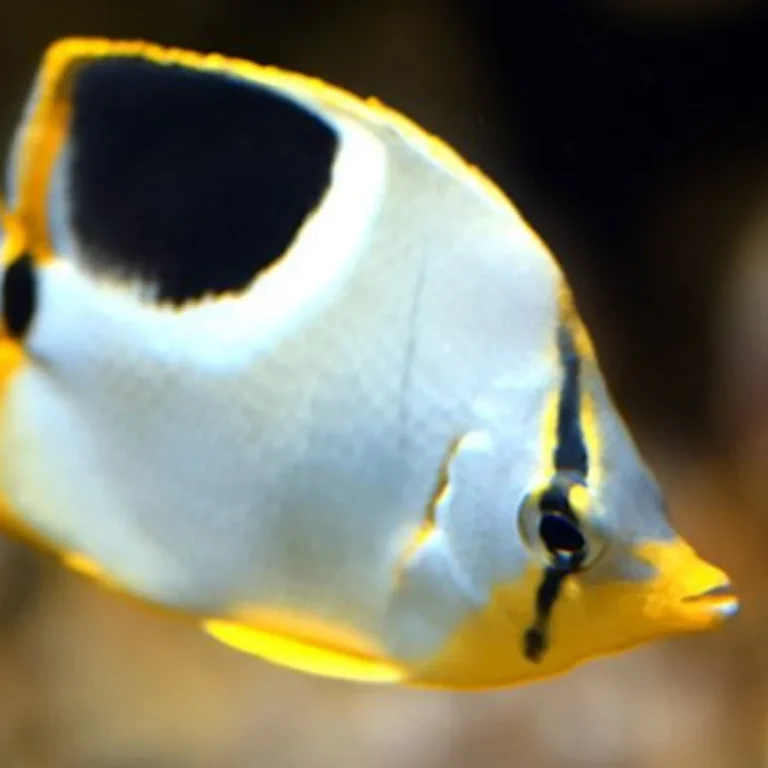 Aquazoo Leerdam