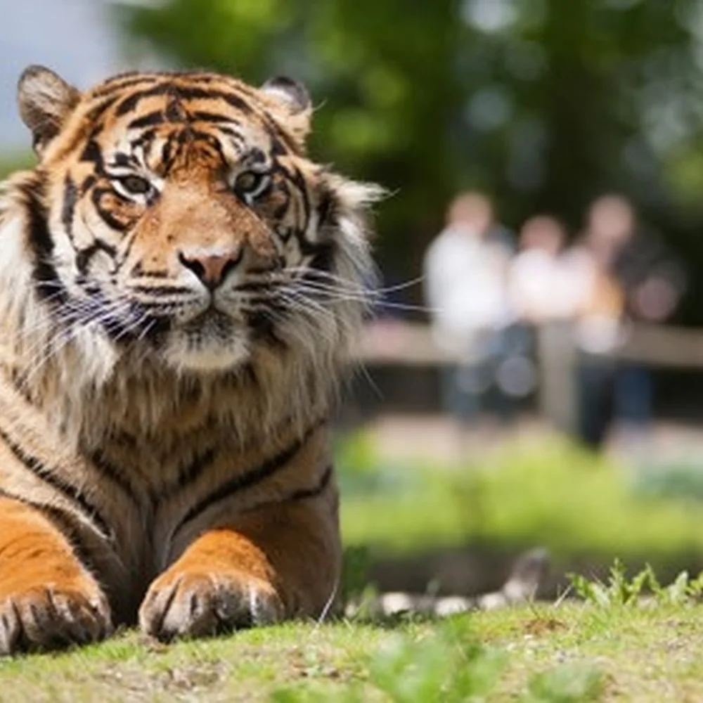 burgers-zoo-1