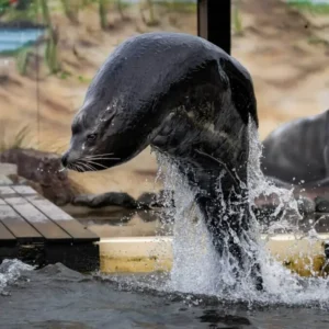 Zeeleeuw springt uit het water bij Deltapark Neeltje Jans