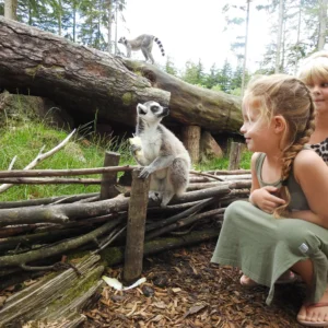 Kind bekijkt een ringstaartmaki in DierenPark Amersfoort