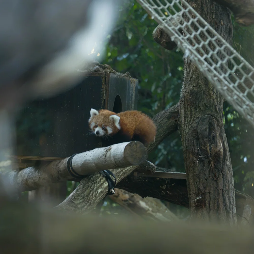 dierenpark-amersfoort-3