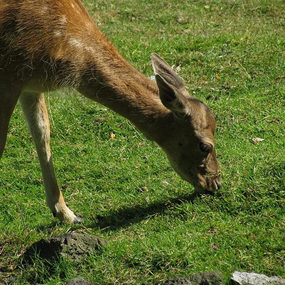 dierenpark-de-brielmeersen-commons-2