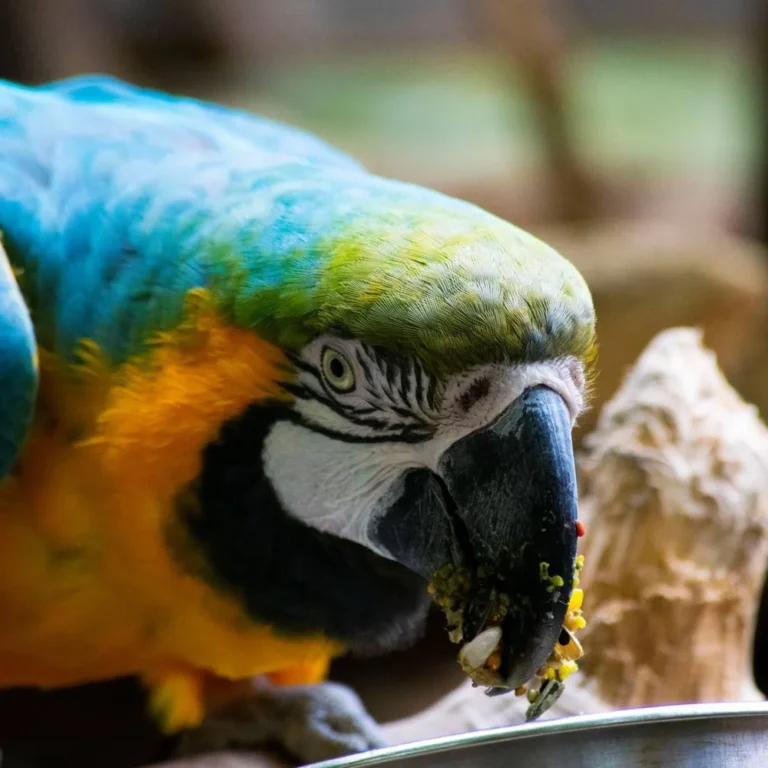 Dierenpark De Oliemeulen