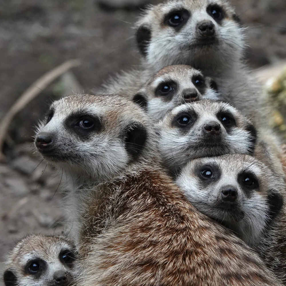 dierenpark-de-oliemeulen-3