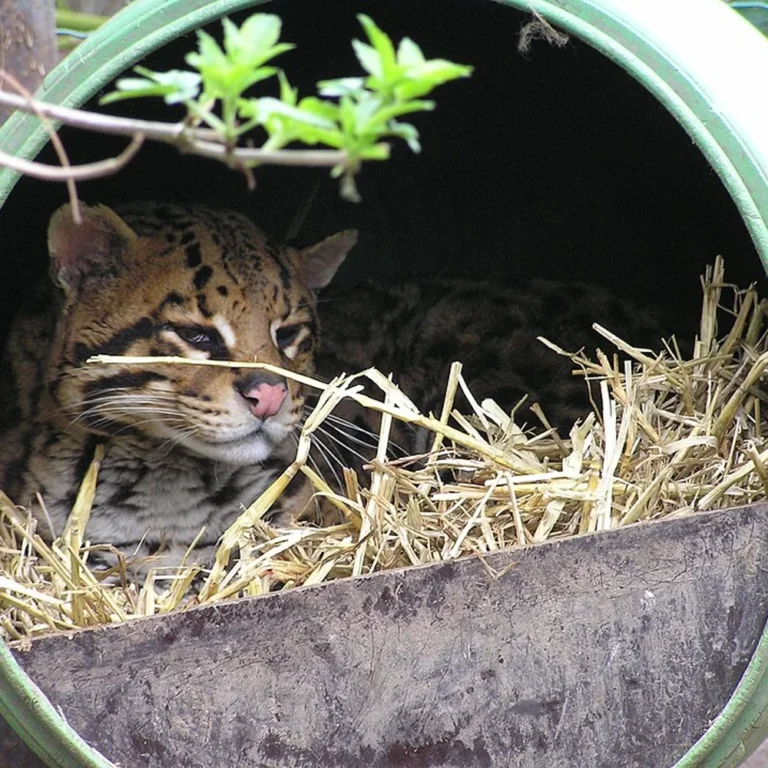 Dierenpark De Paay