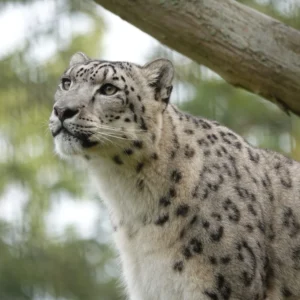 dierenpark-hoenderdaell-1