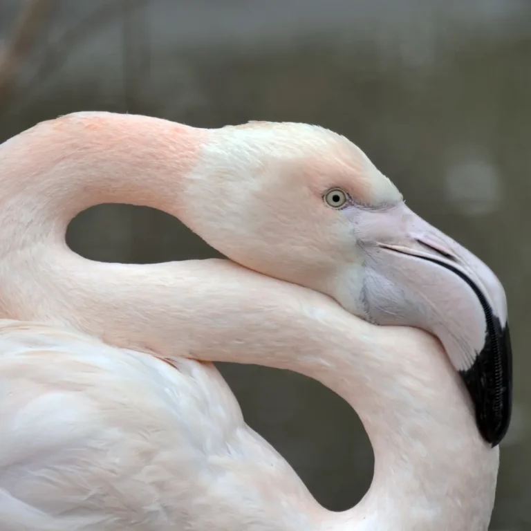 Dierenpark Zie-ZOO