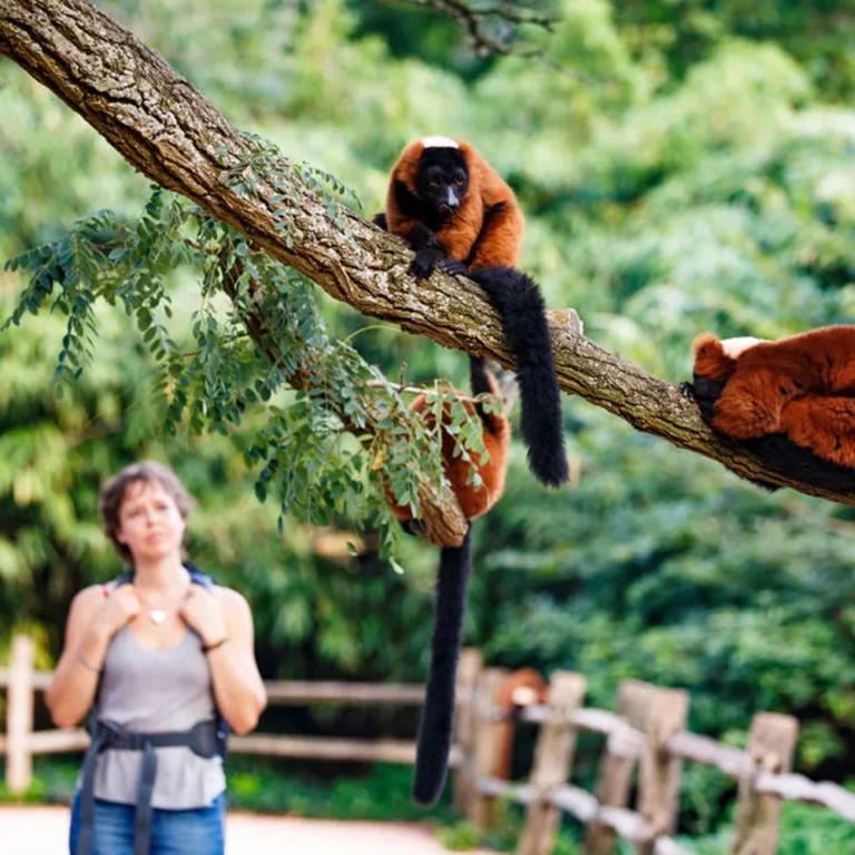 Bezoeker bij apen op een boomtak in ARTIS