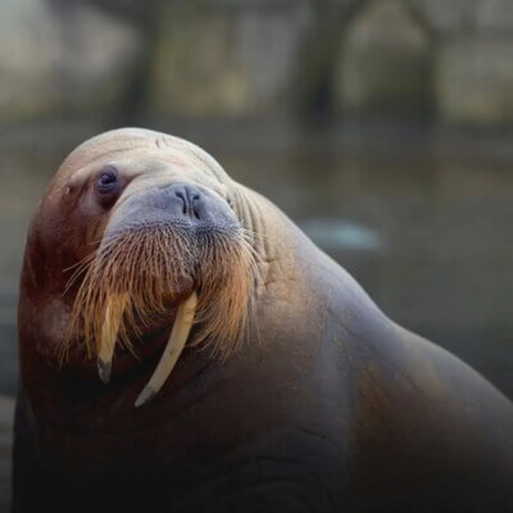 dolfinarium-extra-1