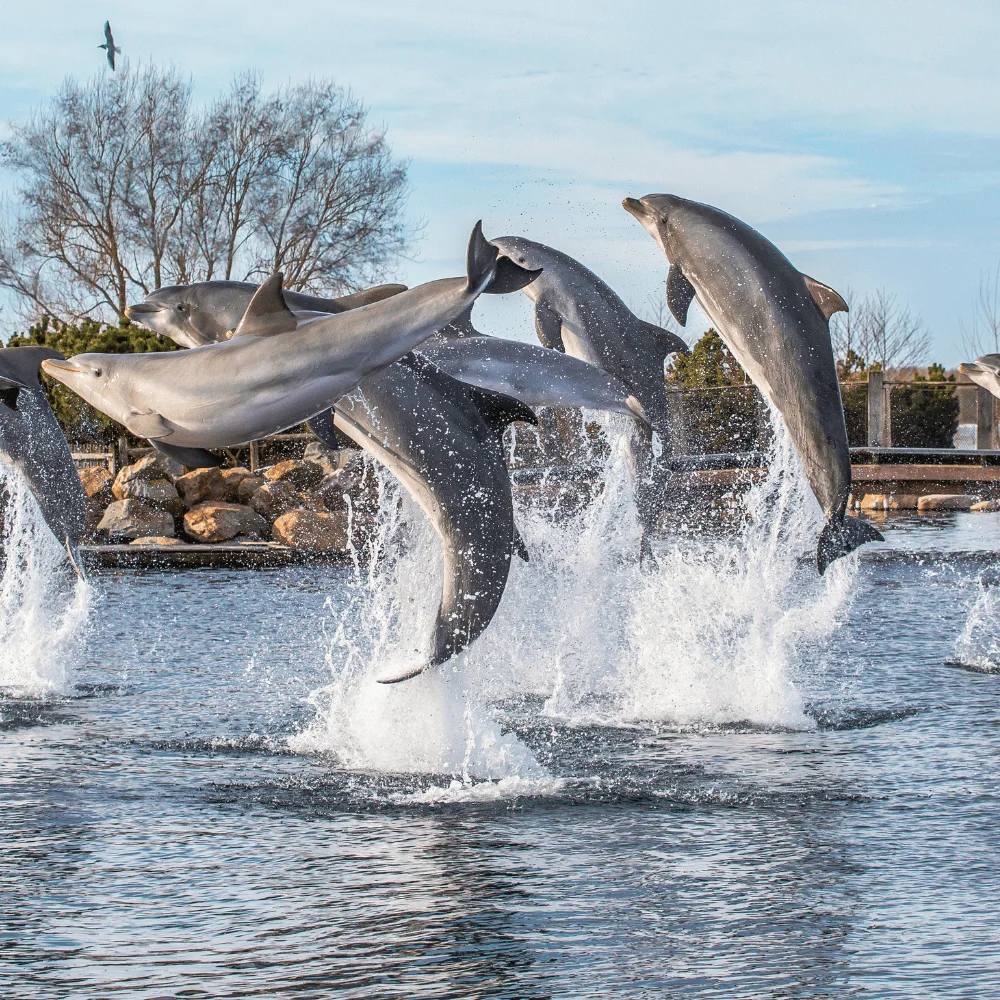 dolfinarium-extra-2