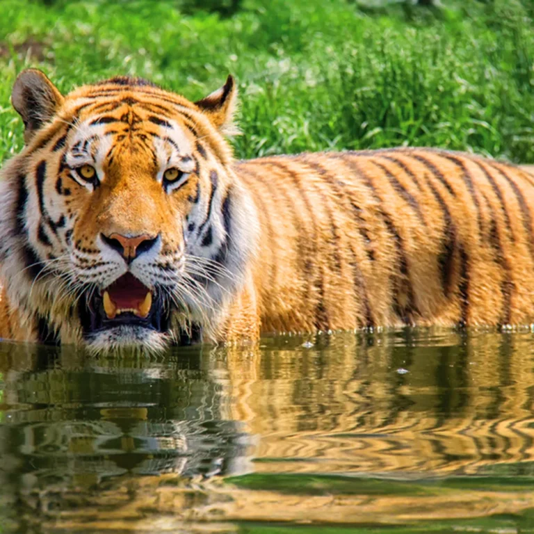 Eindhoven Zoo