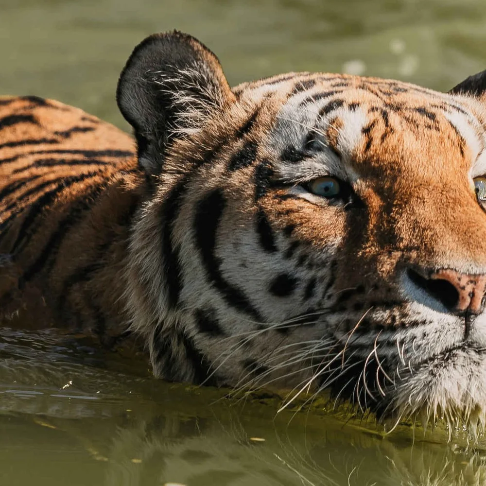 eindhoven-zoo-2