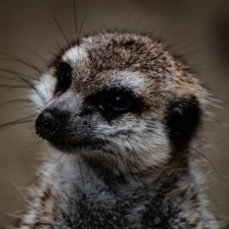 Faunapark Flakkee