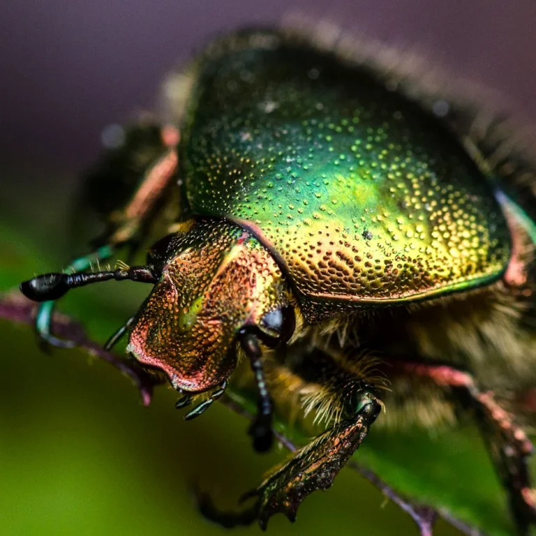 Hexapoda