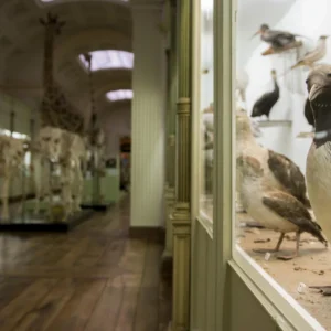 Opgezette dieren in het natuurhistorisch museum van Doornik