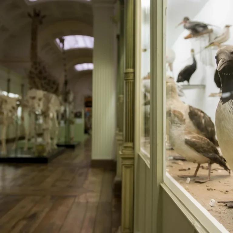 Musée d’Histoire Naturelle de Tournai