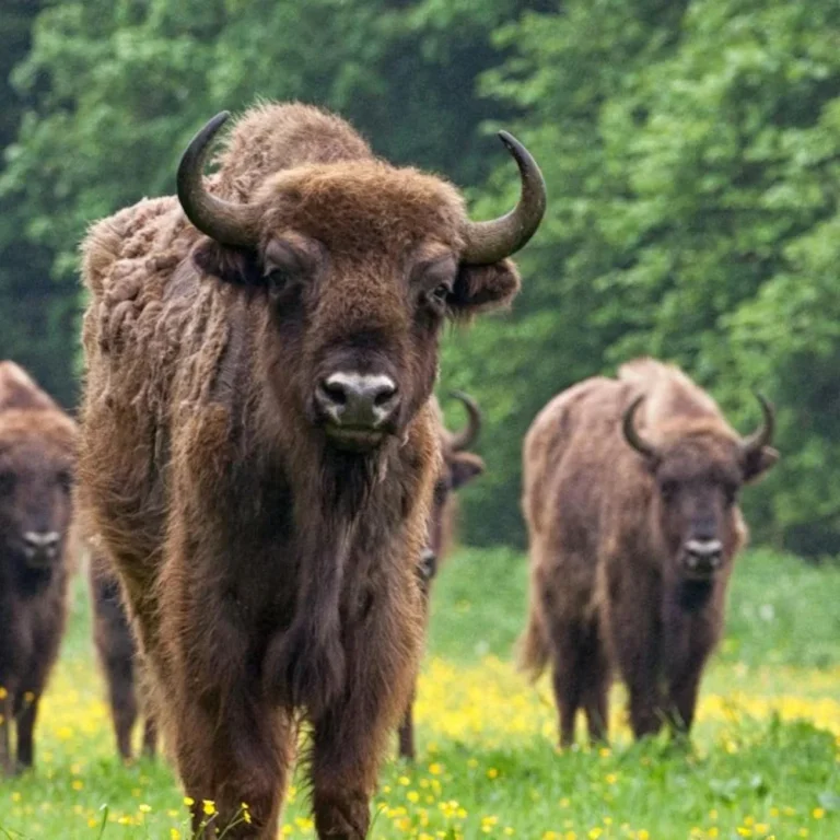 Natuurpark Lelystad
