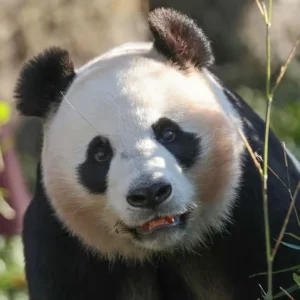 Reuzenpanda in Ouwehands Dierenpark