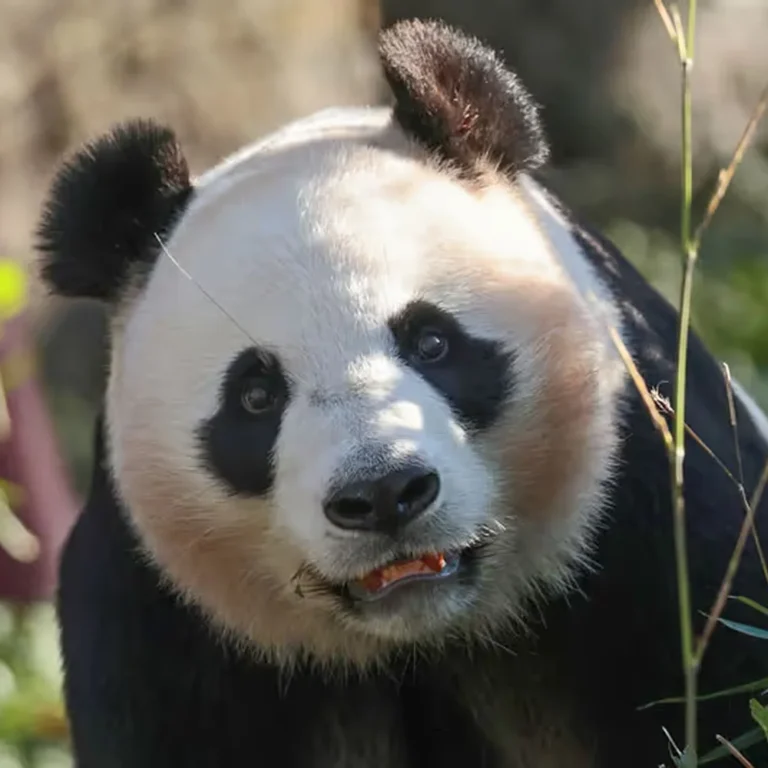 Ouwehands Dierenpark