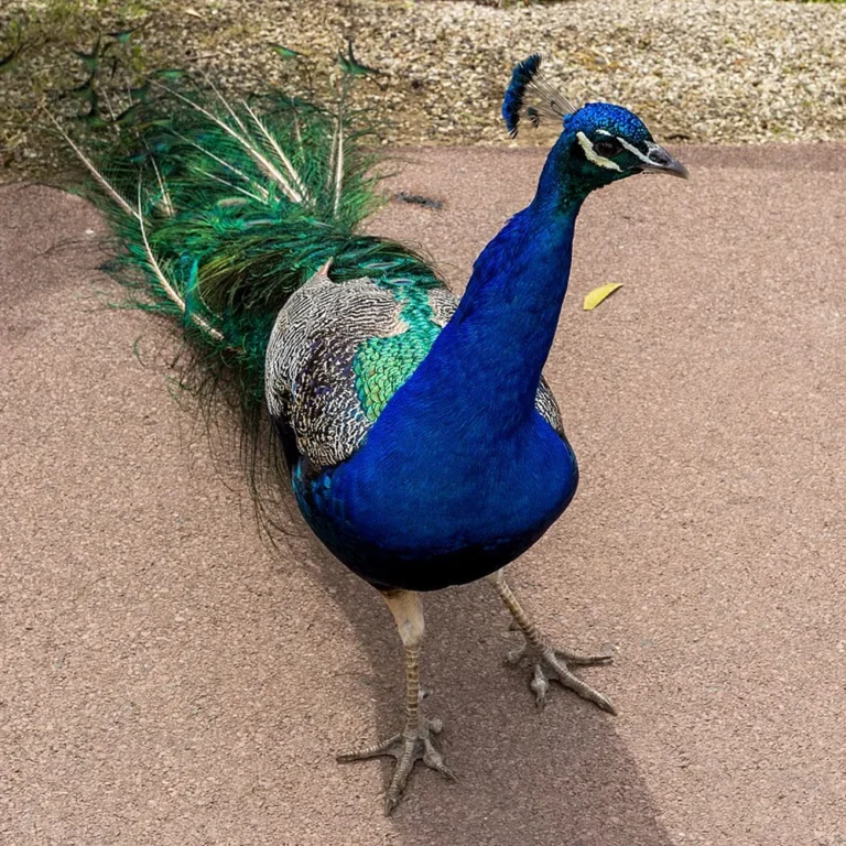 Pairi Daiza