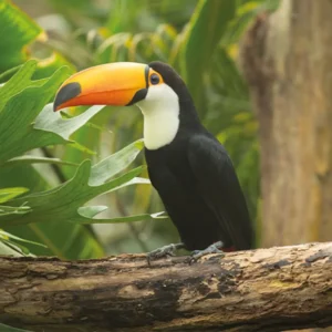 Toekan op een tak in Pantropica
