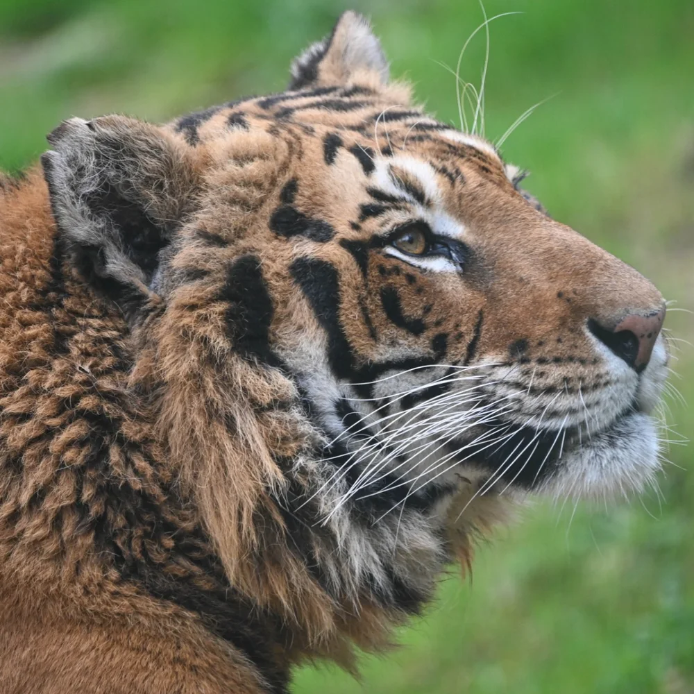 parc-animalier-de-bouillon-1