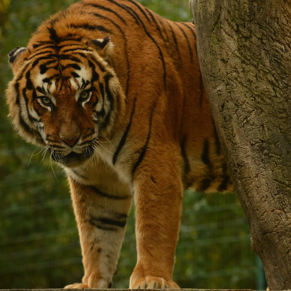 parc-animalier-de-bouillon-3