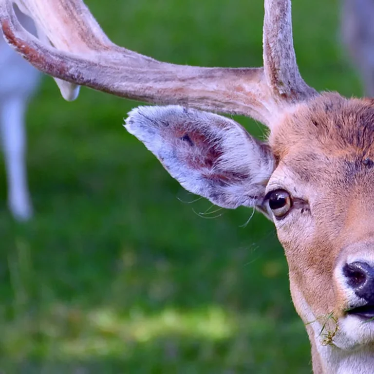 Parc Animalier de Rochehaut