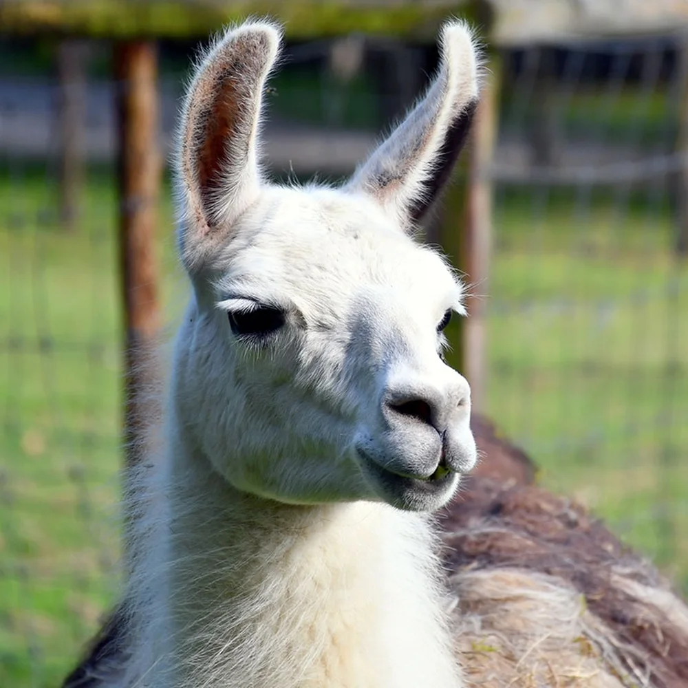 parc-animalier-de-rochehaut-extra-3