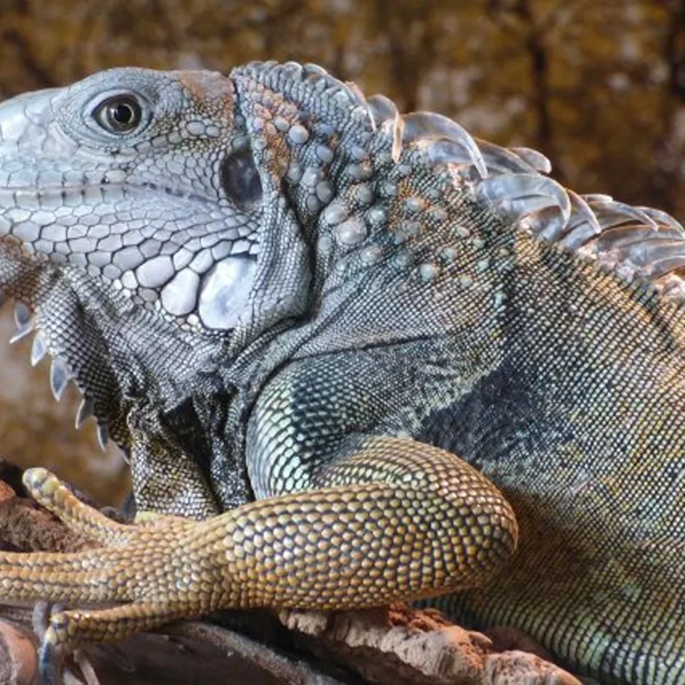 Reptielenzoo Iguana
