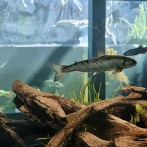 Zoetwatervis in een aquarium bij RIVEO