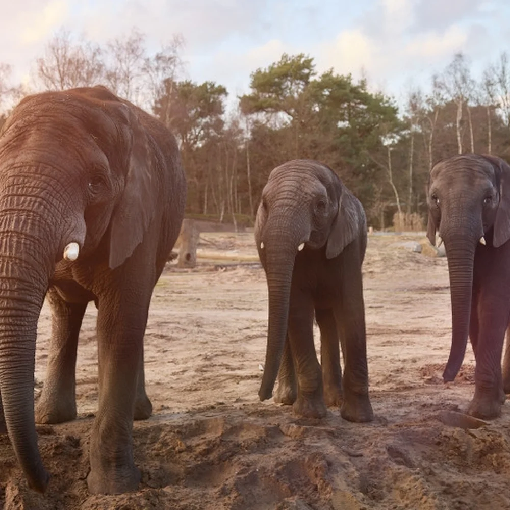 safaripark-beekse-bergen-1