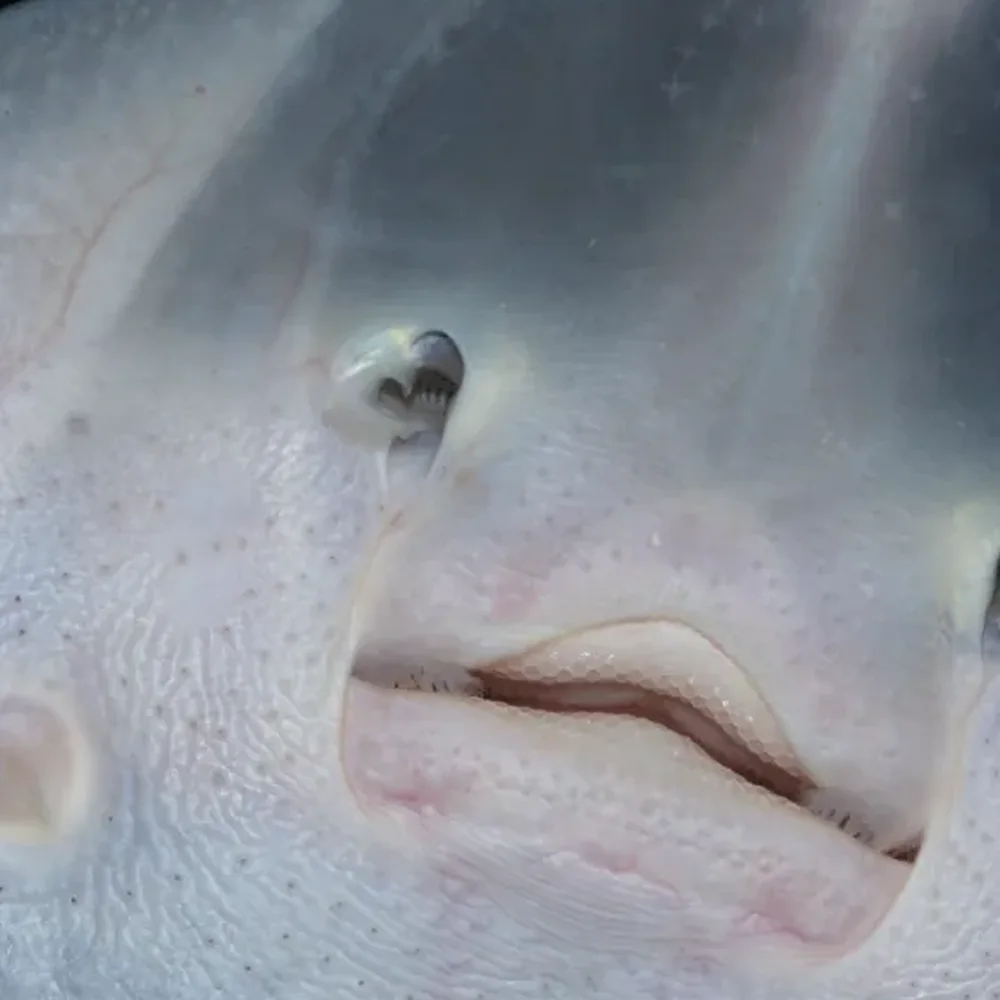sea-life-scheveningen-3