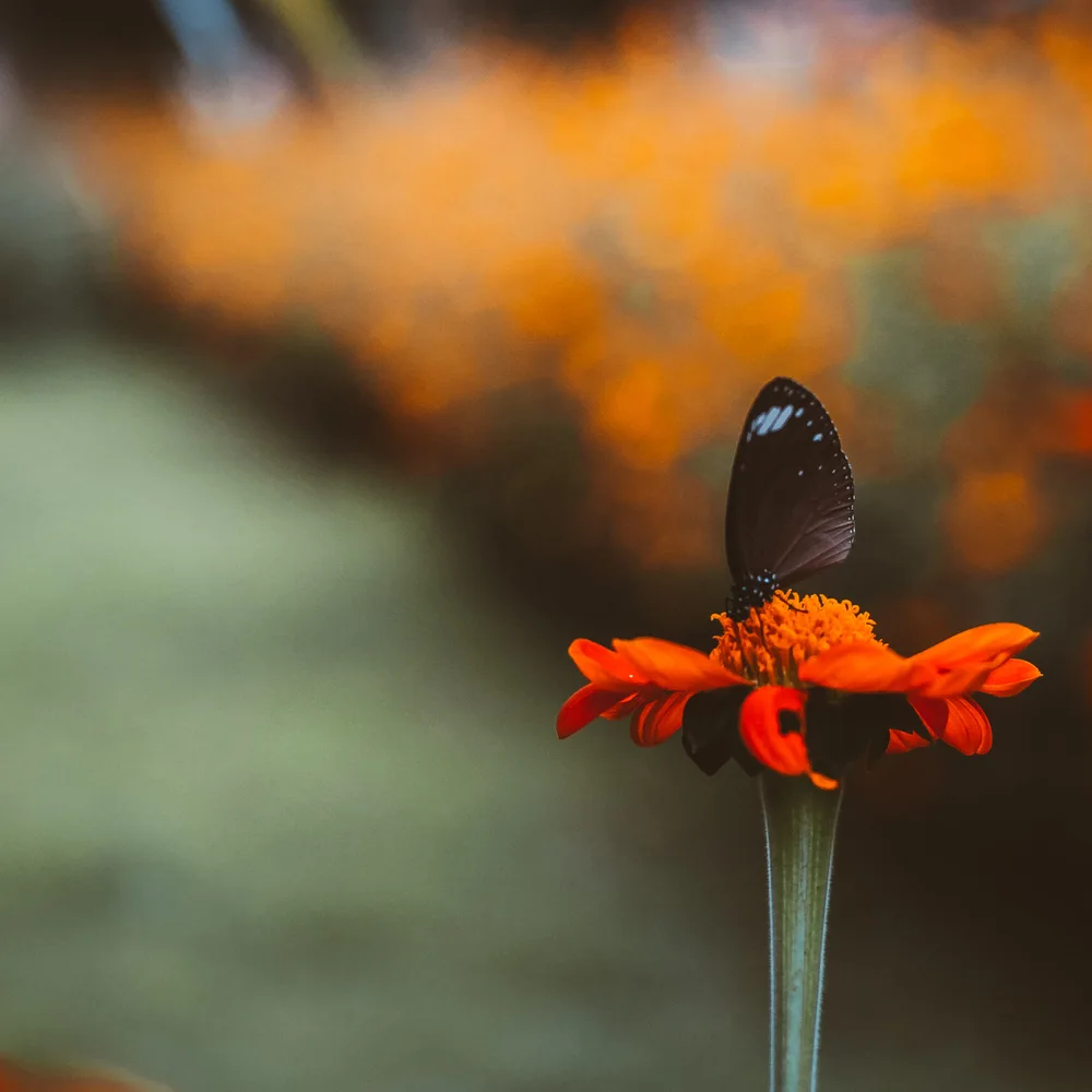 sfeer-butterfly