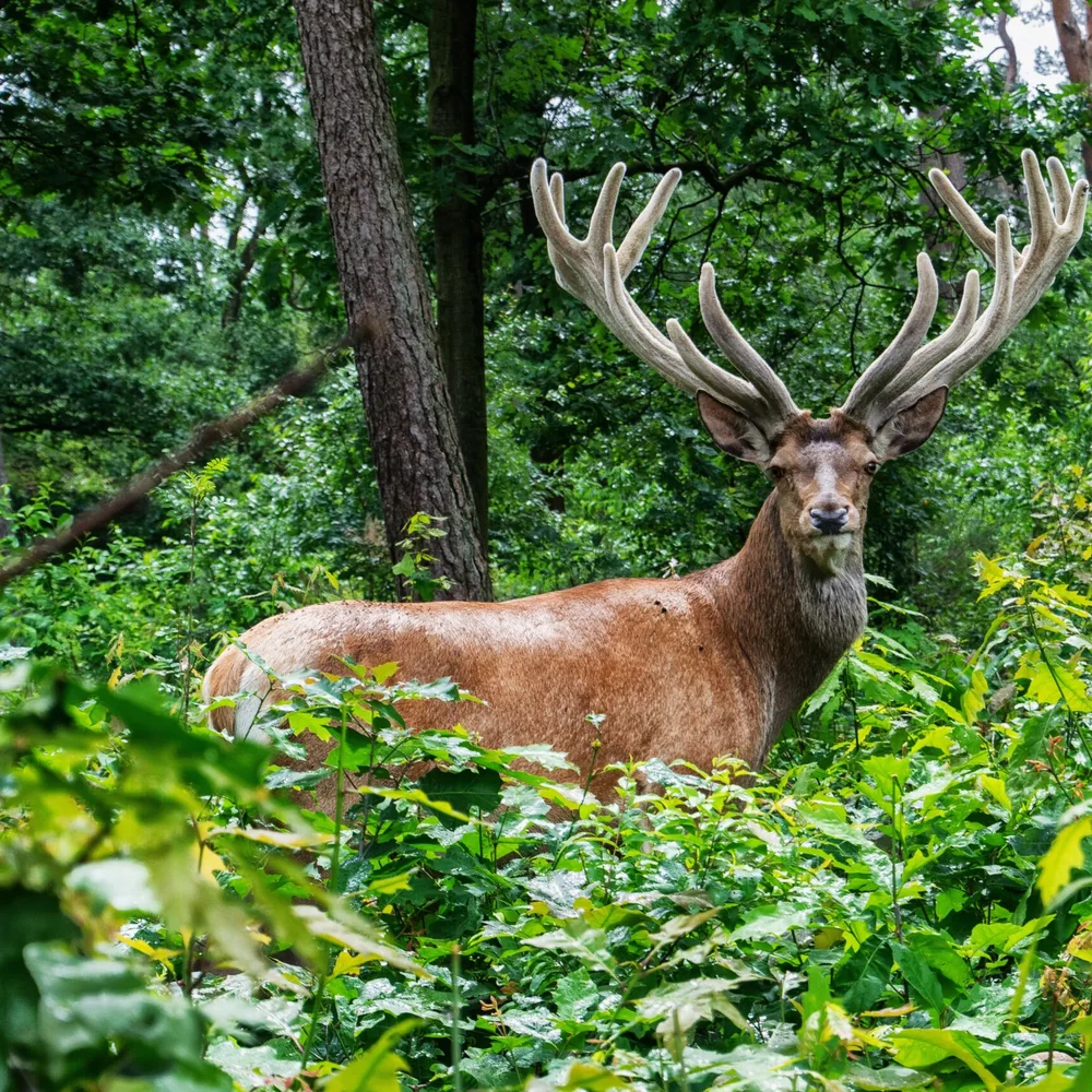 sfeer-deer