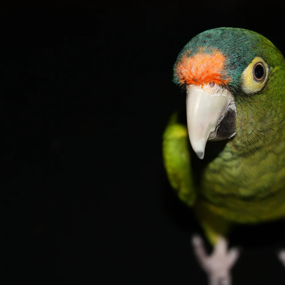 sfeer-parrot