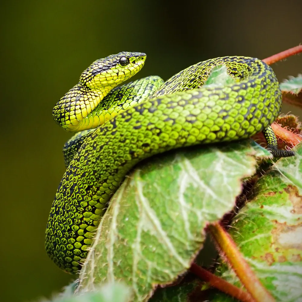 sfeer-snake