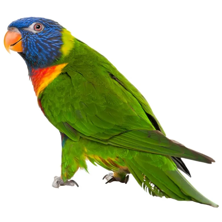 Texel ZOO