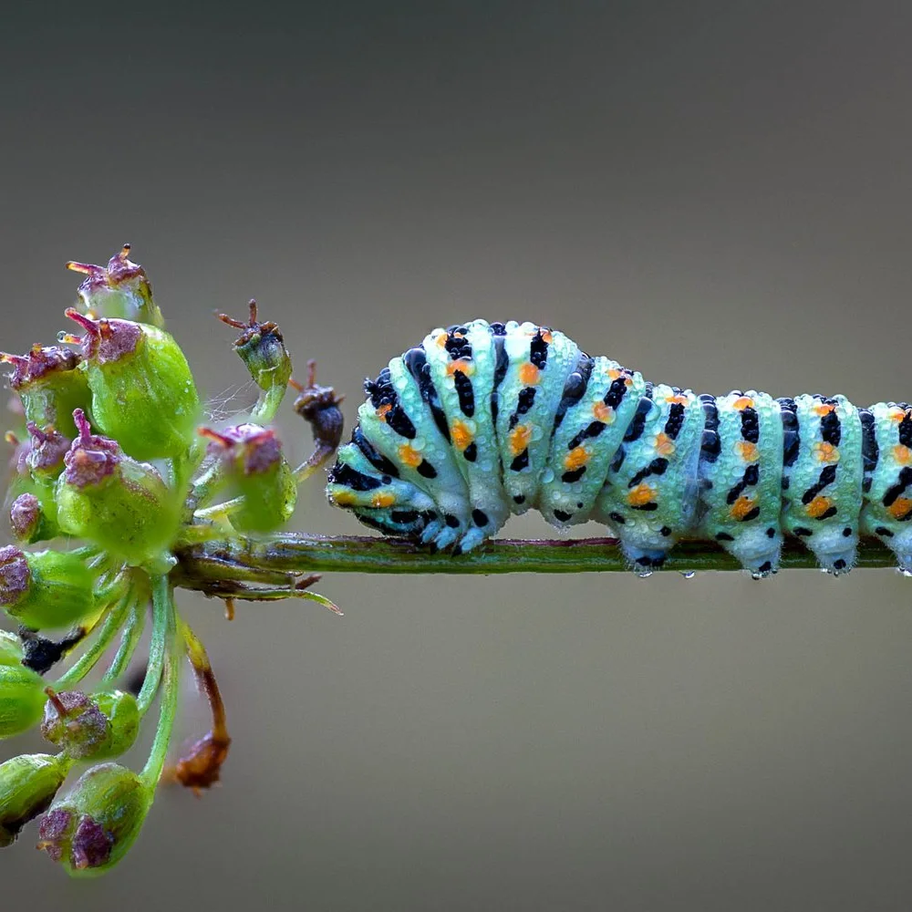 vlinderparadijs-papiliorama-1