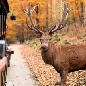 wild-park-coo-1