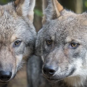 Twee wolven in Wildpark La Roche-en-Ardenne