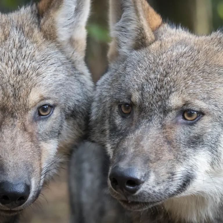 Wildpark La Roche-en-Ardenne