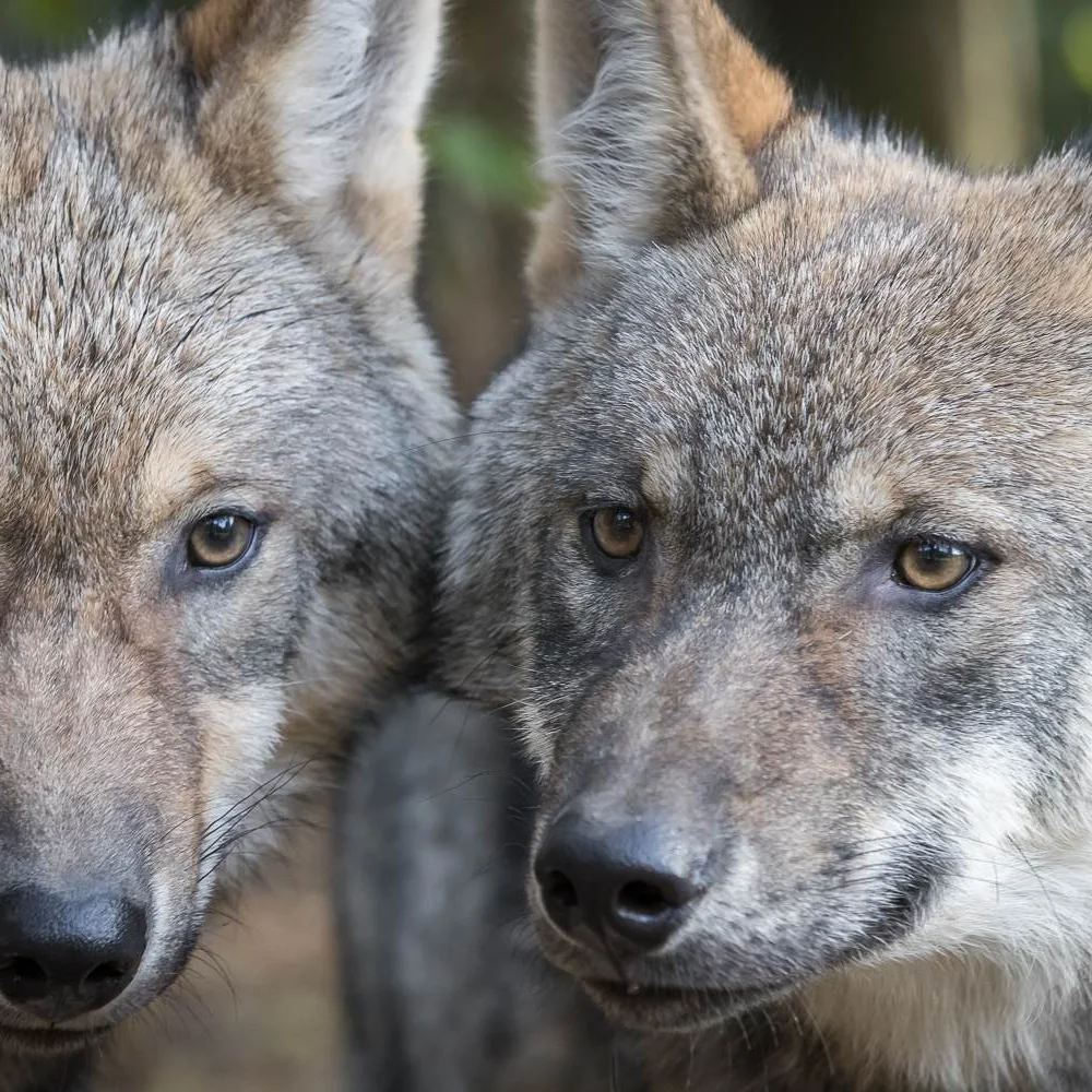 wildpark-la-roche-en-ardenne-1