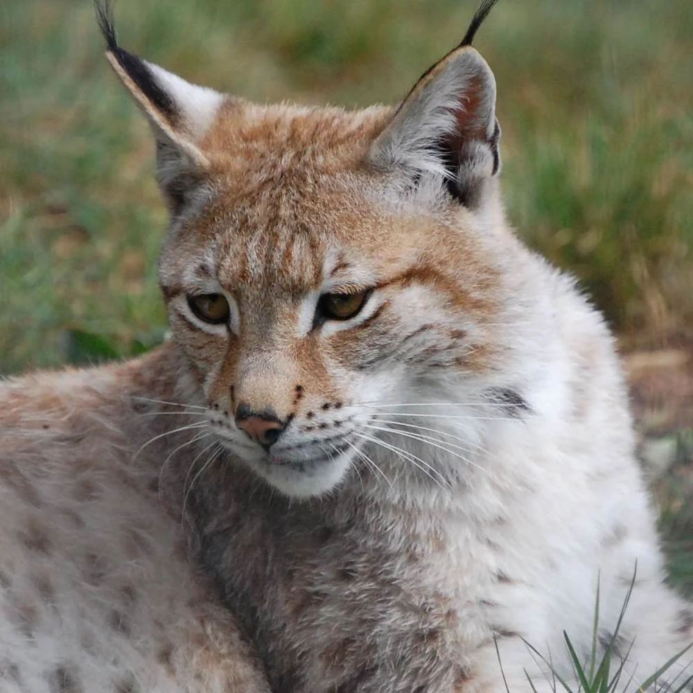 wildpark-la-roche-en-ardenne-2