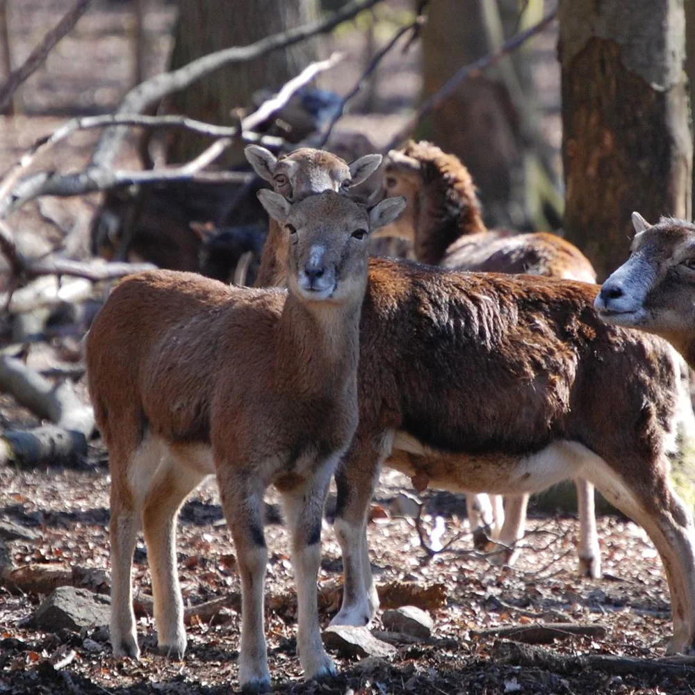wildpark-la-roche-en-ardenne-3