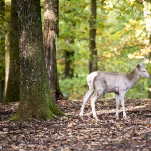 Hert tussen de bomen in Wildpark Saint-Hubert