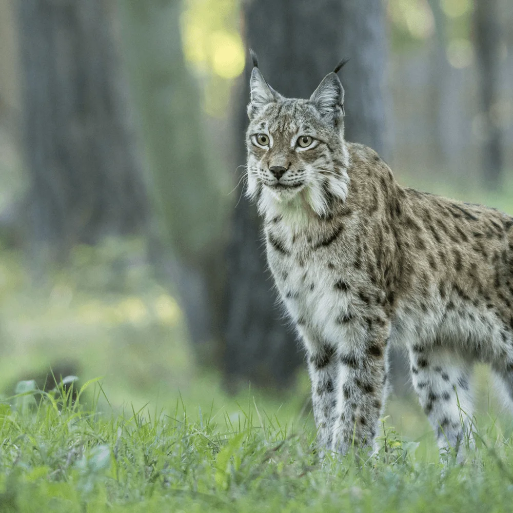 wildpark-van-de-grotten-van-han-2