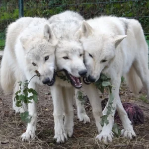 wolfcenter-bilstain-extra-1