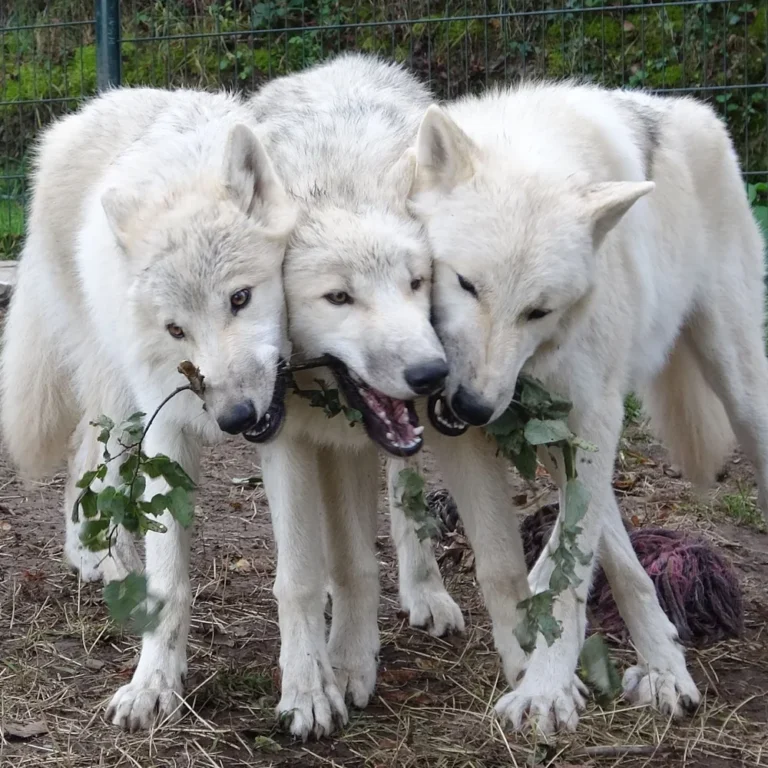 Wolfcenter Bilstain